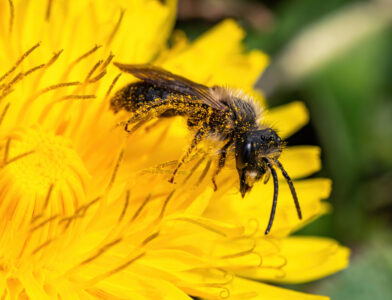 Ep. 132 Hosting Solitary Bees Image